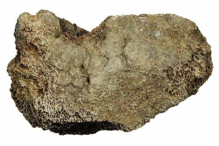 Fossil Tyrannosaur (T rex) Vertebra Section - Wyoming #350473